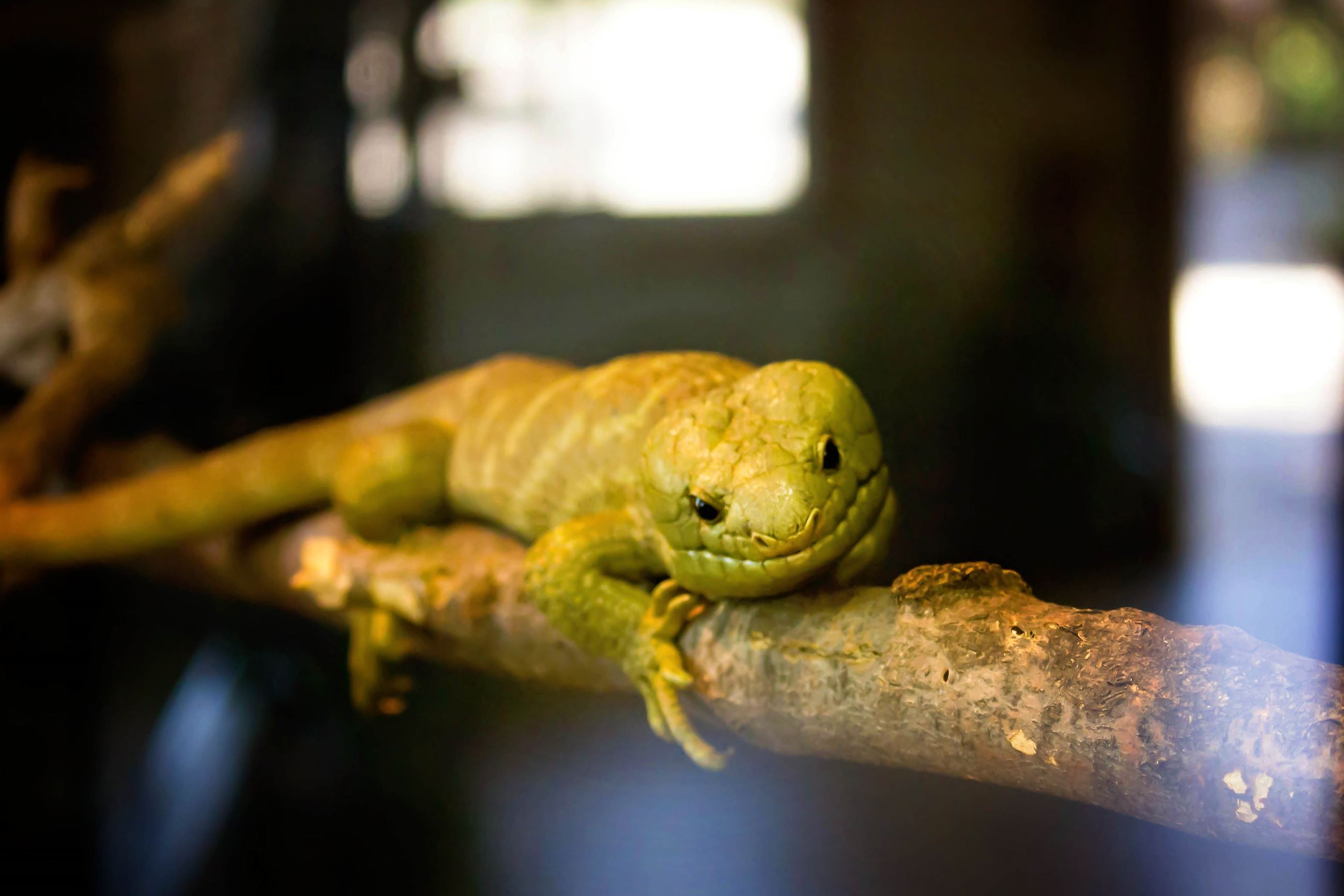 Prehensile-tailed Skink